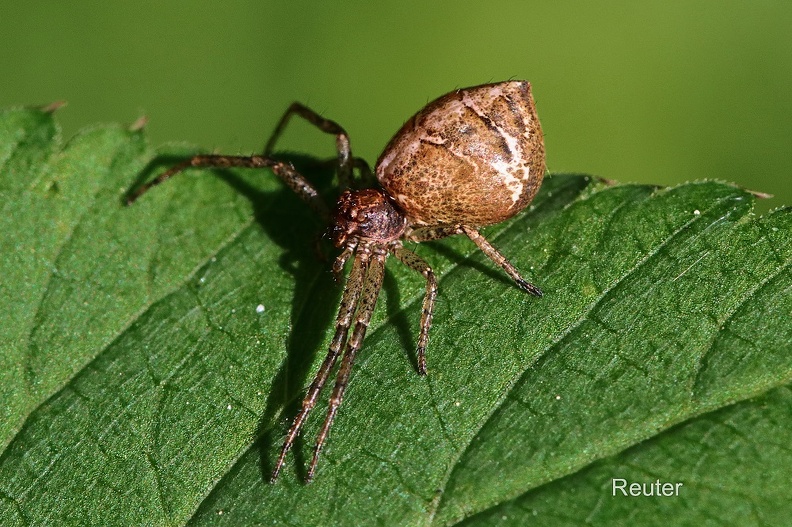 Astkrabbenspinne (Tmarus piger).jpg