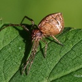 Astkrabbenspinne (Tmarus piger)