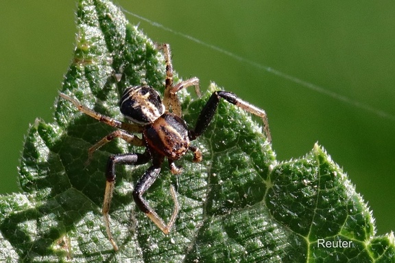 Sumpf-Krabbenspinne (Xysticus ulmi)