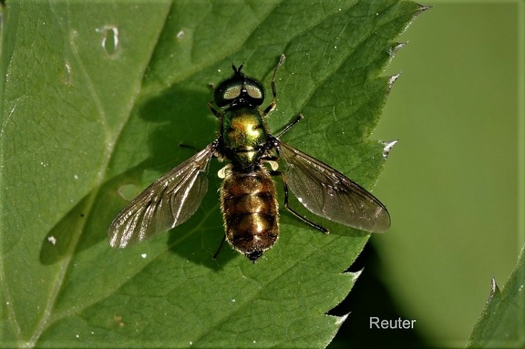 Goldgrüne Waffenfliege (Chloromyia formosa)