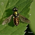 Goldgrüne Waffenfliege (Chloromyia formosa)