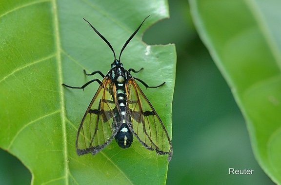 Bärenspinner (Trichura cerberus)