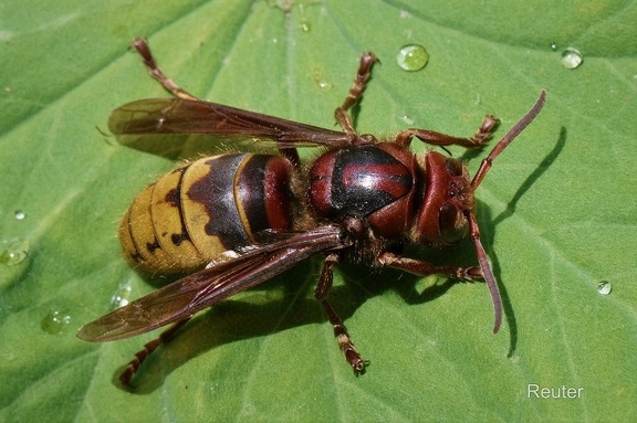 Hornisse (Vespa crabro) 