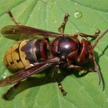 Hornisse (Vespa crabro) 