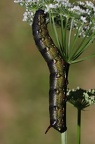 Linienschwärmer (Hyles livornica)