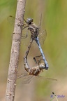 Rahmstreif Blaupfeil (Orthetrum chrysostigma)