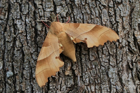 Eichenschwärmer (Marumba quercus)