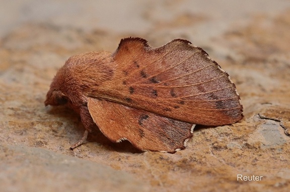 Eichenglucke (Phyllodesma tremulifolia)