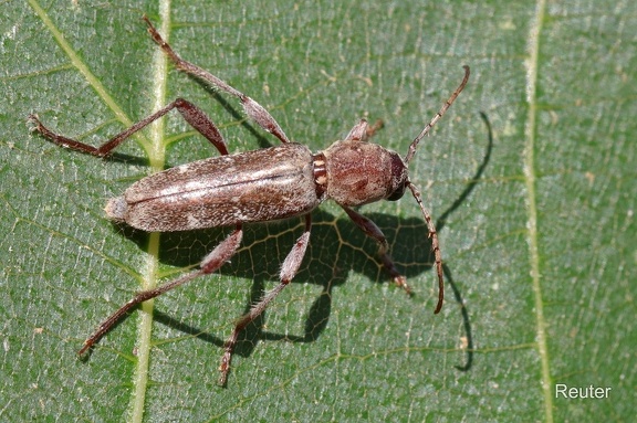 Bockkäfer (Xylotrechus smei)