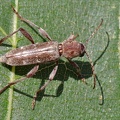 Bockkäfer (Xylotrechus smei)