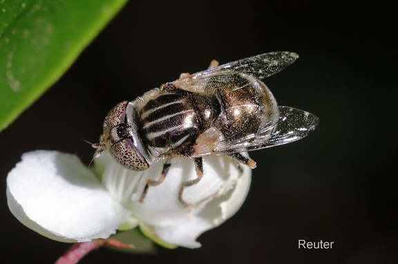 Glänzende Faulschlammschwebfliege (Lathyrophthalmus aeneus)