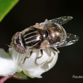 Glänzende Faulschlammschwebfliege (Lathyrophthalmus aeneus)