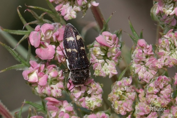 Weißschuppiger Ohnschild-Prachtkäfer (Acmaeoderella flavofasciata)