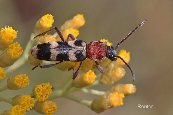 Widderbock (Chlorophorus trifasciatus)