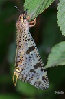 Libellenähnliche Ameisenjungfer (Palpares libelluloides)