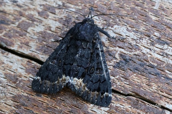 Weißes Ordensband (Catephia alchymista)