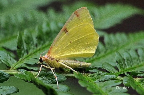 Gelbspanner (Opisthograptis luteolata)