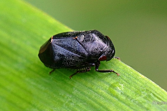 Mönchszikade (Penthimia nigra)