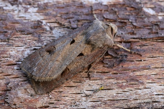 Ausrufungszeichen (Agrotis exclamationis)