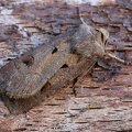 Ausrufungszeichen (Agrotis exclamationis)