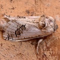 Spargelbohrer (Parahypopta caestrum)