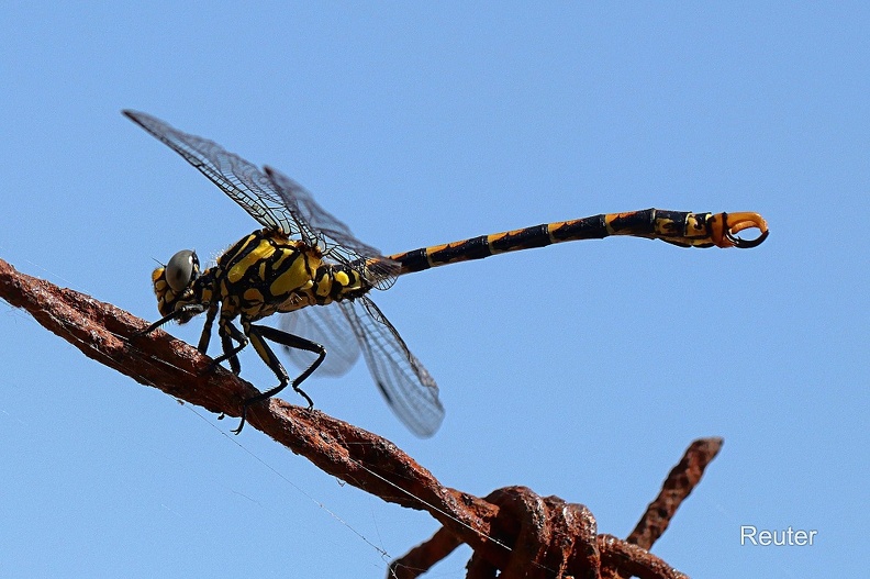 Große Zangenlibelle (Onychogomphus uncatu).jpg