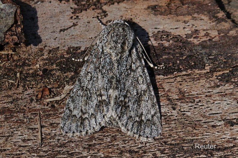 Ahorn-Rindeneule, _Acronicta aceris.jpg