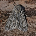 Ahorn-Rindeneule (Acronicta aceris)