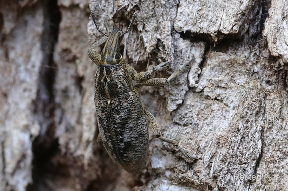 Distelgallenrüssler (Cleonis pigra)