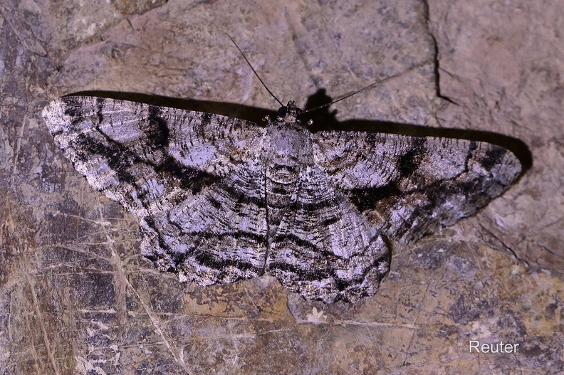 Schönheit der Olivenbäume (Peribatodes umbraria).jpg