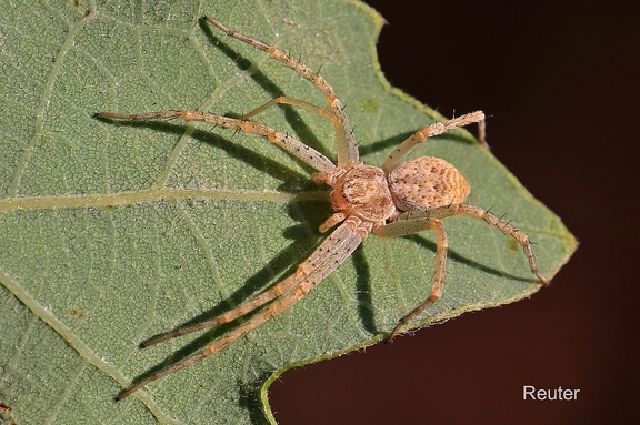 Laufspinne (Philodromus longipalpis)