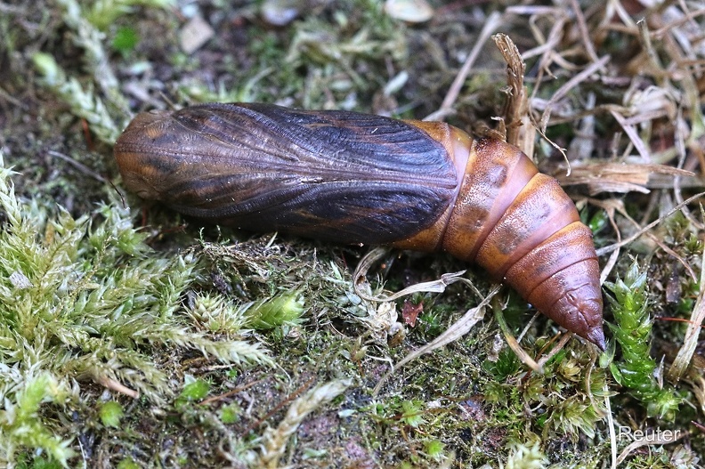 Linienschwärmer Puppe (Hyles livornica).jpg