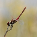 Frühe Heidelibelle (Sympetrum fonscolombii)