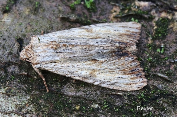 Weißlichgelbe Grasbüscheleule (Apamea lithoxylaea)