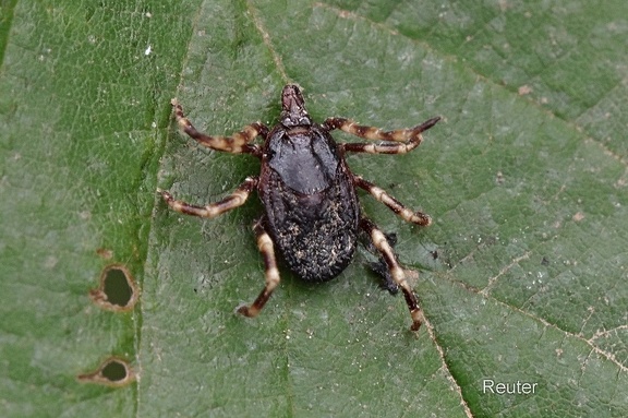 Hyalomma-Zecke (Hyalomma marginatum)