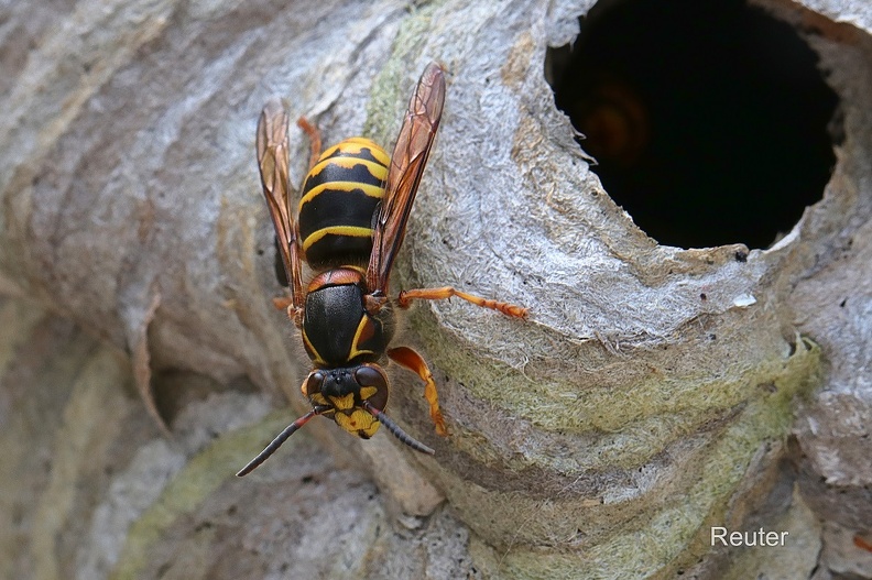 Mittlere Wespe (Dolichovespula media).jpg