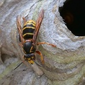 Mittlere Wespe (Dolichovespula media)