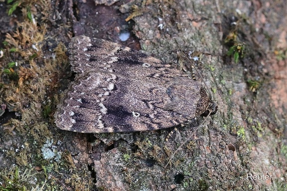 Svenssons Pyramideneule (Amphipyra berbera)