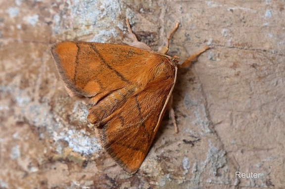 Großer Schneckenspinner (Apoda limacodes)