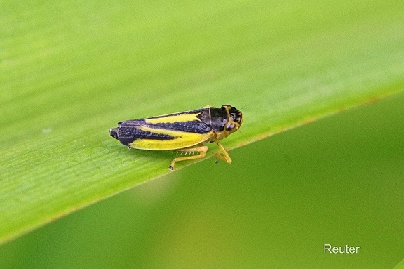 Wiesenschmuckzikade (Evacanthus interruptus)