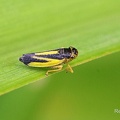 Wiesenschmuckzikade (Evacanthus interruptus)