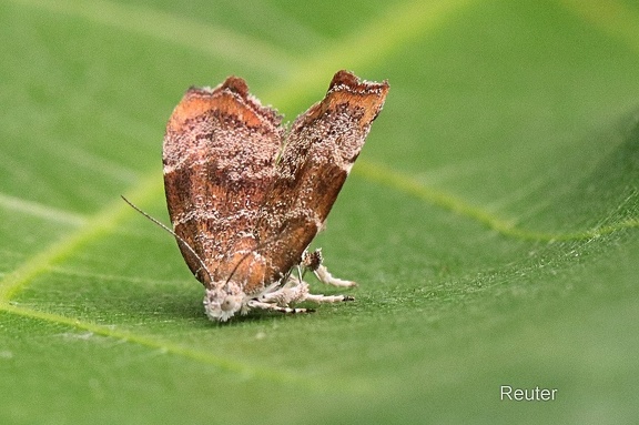 Brennnessel-Spreizflügelfalter (Anthophila fabriciana)