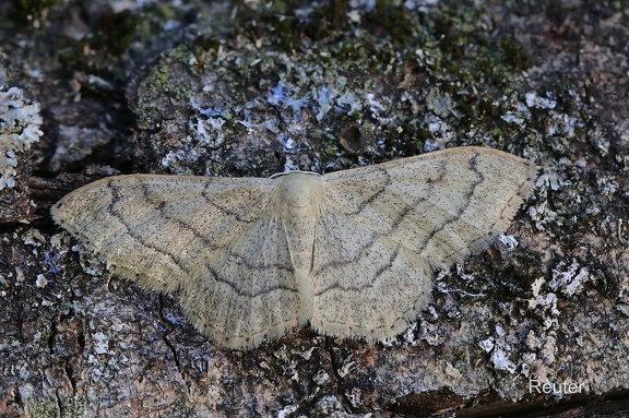 Vierpunkt-Kleinspanner (Scopula immutata)