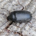 Mattschwarzer Pflanzenkäfer (Prionychus ater)