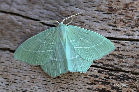 Waldreben-Grünspanner (Hemistola chrysoprasaria)