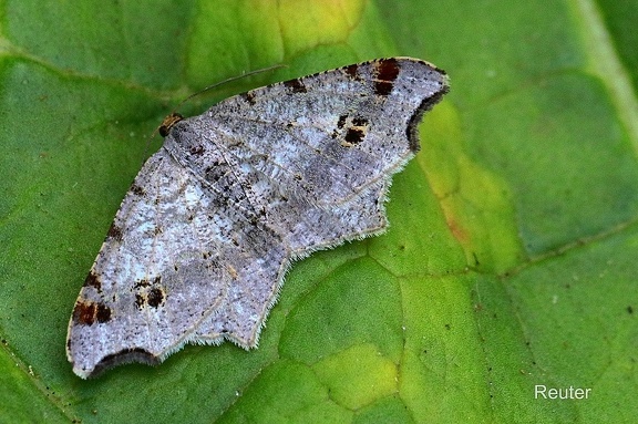 Dunkelgrauer Eckflügelspanner (Macaria alternata)