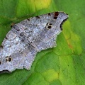 Dunkelgrauer Eckflügelspanner (Macaria alternata)