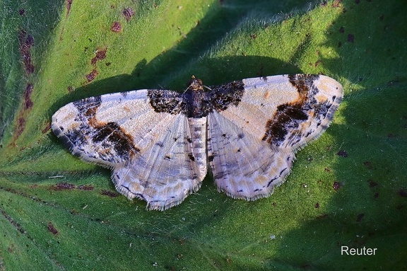 Pfaffenhütchen-Harlekin (Ligdia adustata)