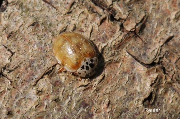 Vierpunkt-Marienkäfer (Harmonia quadripunctata)