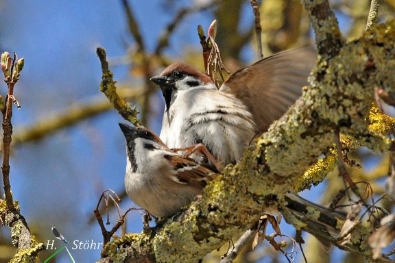 Feldsperling (Passer montanus)